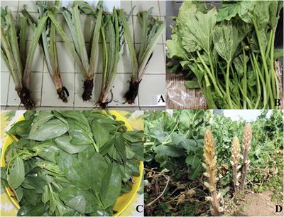 Faba Greens, Globe Artichoke’s Offshoots, Crenate Broomrape and Summer Squash Greens: Unconventional Vegetables of Puglia (Southern Italy) With Good Quality Traits